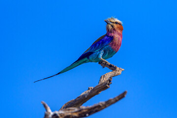 lilac roller bird on a branch