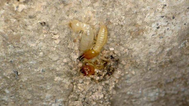 A termite colony  repairing a mud tunnel in the garage in a home shot on a Super Macro lens almost National Geographic style.