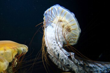 クラゲ　加茂水族館