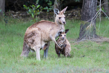 Kangaroo mother hugging young joey