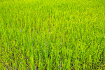 Morning sunrise, Green young rice plants are growing in paddy field with rain water. Agricultural lifestyle concept of Thailand.