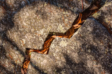 Rock