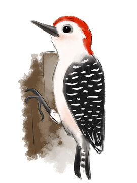 red-headed woodpecker perched on tree clip art preview