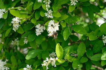 花の蜜を吸う蜂 マルハナバチとイボタノキ