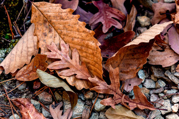 autumn leaves on the ground