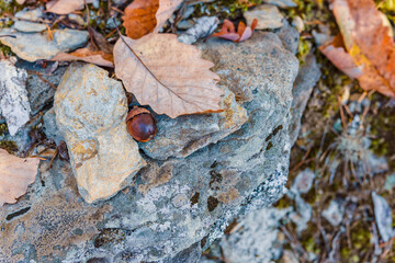 Autumn still life 2