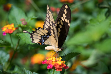 Giant Swallowtail Butterfly Macro on Lantana Blooms