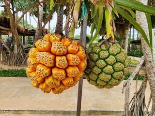 The green and orange fruit hanging on the trees of Pandanus tectorius or Pandanus odoratissimus  on the beach near the sea is a wind and drought tolerant perennial, The fruit resembles a pineapple.