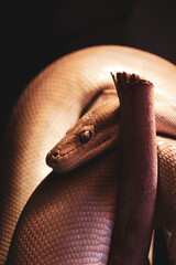 snake on a black background