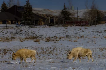 Rolgordijnen two white bison © John