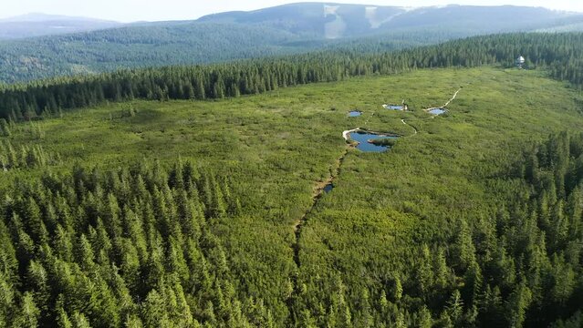 Push Out Shot Of Lovrenska Lakes Shaped in Bear's foot. Marshes, Ponds are Surrounded With Wooden Hiking Trail, Dense Dwarf Pine Forest and Lookout Tower. Rogla Ski Resort in The Background, Slovenia.