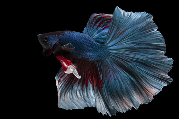 Beautiful movement of blue red betta fish, Siamese fighting fish, Betta splendens isolated on black background. Studio shot.