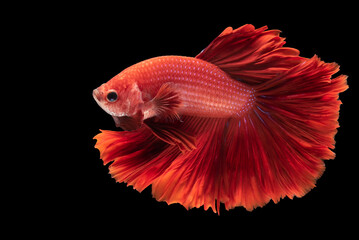 Beautiful movement of red betta fish, Siamese fighting fish, Betta splendens isolated on black background. Studio shot.