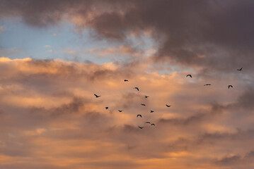 Migratory birds flying through the sky full of orange clouds