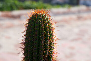 Close-up of a cactus found near the Old Mission in Santa Barbara, California, USA