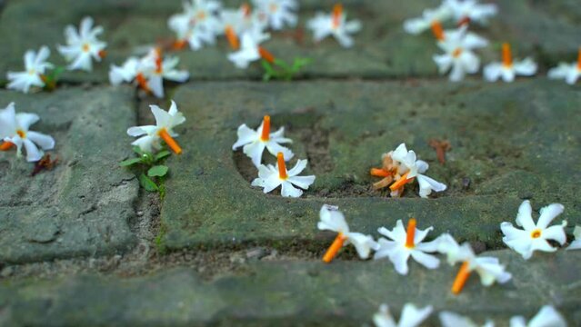 Night jasmine, Seuli or Shefali flower is symbol flower of saradiya or Durga Puja festival in autumn season.