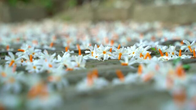 Night jasmine, Seuli or Shefali flower is symbol flower of saradiya or Durga Puja festival in autumn season.