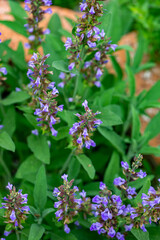 Salvia officinalis flower growing in meadow, close up