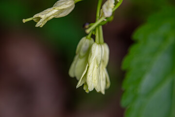 Cardamine enneaphyllos flower growing in meadow, close up	