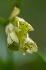 Cardamine enneaphyllos flower growing in meadow, close up	