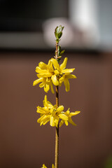 Forsythia × intermedia flower growing in meadow, close up	