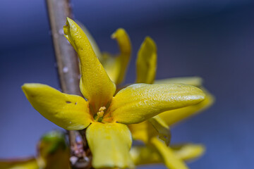Forsythia × intermedia flower growing in meadow, close up	
