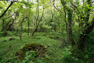 mossy rocks and old trees in deep forest