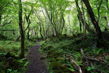 spring path through mossy rocks and old trees
