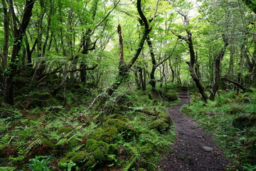Fototapeta na wymiar spring path through mossy rocks and old trees 