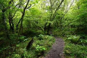 lively spring forest with fine path