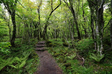 Fototapeta premium lively spring forest with fine path