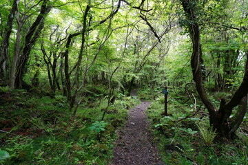 refreshing spring forest in the gleaming sunlight