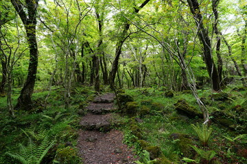 Fototapeta na wymiar lively spring forest with fine path