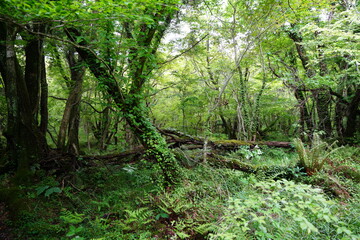 Obraz premium fallen trees in wild forest