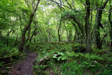 Obraz premium mossy rocks and old trees in deep forest