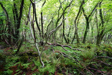 Obraz premium fallen trees in wild forest