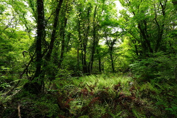 Obraz premium refreshing spring forest in the gleaming sunlight