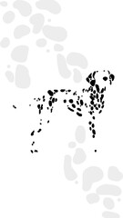 dalmatian footprints