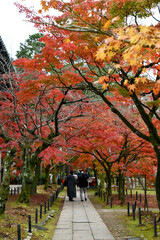 Naklejka premium 京都 真如堂境内の紅葉
