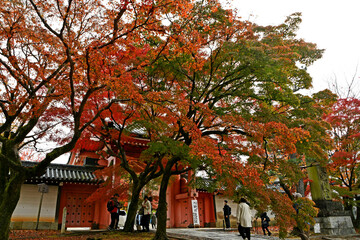 京都 真如堂境内の紅葉