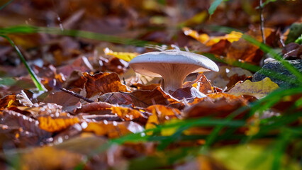 Mushroom in the autumn forest among the fallen leaves.