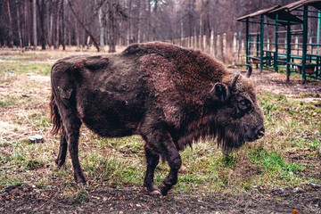 Buffalo breeding kennel. American bison in the national park