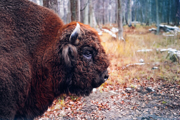 Buffalo breeding kennel. American bison head in the national park