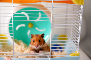 Funny hamster in a cage with a wheel. Pet