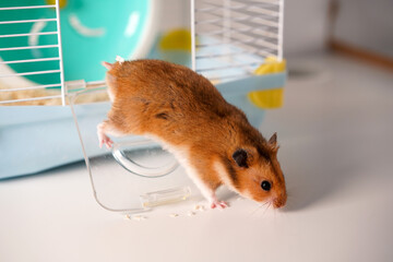 Funny hamster in a cage with a wheel. Pet
