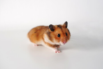 Syrian hamster on a white background. Pet
