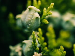 Tree foliage