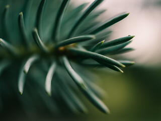Close up of green foliage