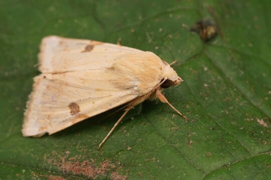 Closeup on the yellow colored Bordered strawmoth, Heliothis peltigera sitting on a green leaf