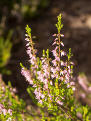 Obraz premium heather in summer closeup